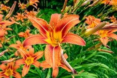 Fine wild growing flower on background meadow Product Image 1