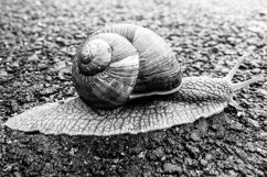 Big garden snail in shell crawling on wet road hurry home Product Image 18