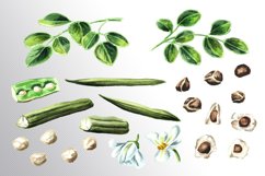 Moringa. Watercolor collection Product Image 3