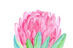 Watercolor Protea Flower - PNG Botanical Sublimation Design Product Image 2