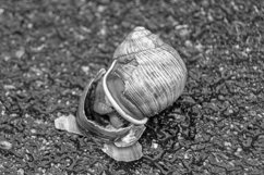 Big garden snail in shell crawling on wet road hurry home Product Image 25