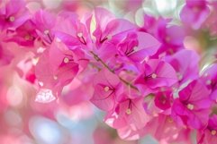 Vibrant pink bougainvillea blossoms with soft bokeh backgrou Product Image 1