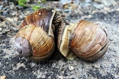 Big garden snail in shell crawling on wet road hurry home Product Image 22