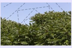 Tree foliage Product Image 1