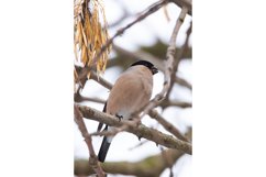Eurasian bullfinch, Pyrrhula pyrrhula Product Image 1