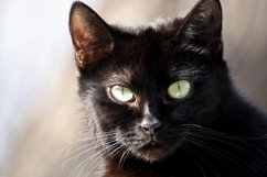 Black cat close up Product Image 1