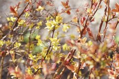 Closeup nature view of orange leaf of Forsythia Product Image 1