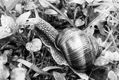 Big garden snail in shell crawling on wet road hurry home Product Image 8