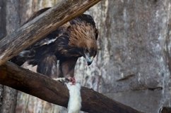 Golden eagle on a tree Product Image 1