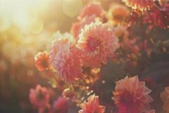 Warm sunset glow on blooming dahlias Product Image 1