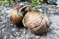 Big garden snail in shell crawling on wet road hurry home Product Image 18