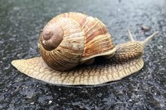 Big garden snail in shell crawling on wet road hurry home Product Image 26