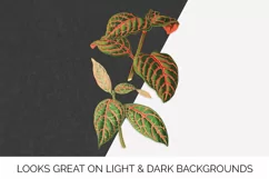 Leaves - Vintage Eranthemum Sanguinolent Veitch Product Image 2