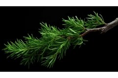 branch juniper sprig Product Image 1