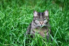 Cat in the grass. Product Image 1