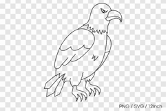Powerful wild eagle bird sharp beak PNG animal clipart line Product Image 1