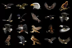 100 EAGLES TRANSPARENT PNG FILES, ANIMAL PHOTOSHOP OVERLAYS Product Image 5