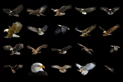 100 EAGLES TRANSPARENT PNG FILES, ANIMAL PHOTOSHOP OVERLAYS Product Image 4