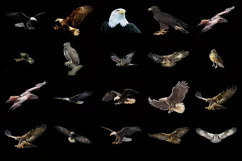 100 EAGLES TRANSPARENT PNG FILES, ANIMAL PHOTOSHOP OVERLAYS Product Image 3