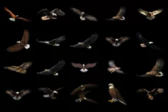100 EAGLES TRANSPARENT PNG FILES, ANIMAL PHOTOSHOP OVERLAYS Product Image 2