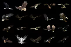 100 EAGLES TRANSPARENT PNG FILES, ANIMAL PHOTOSHOP OVERLAYS Product Image 7