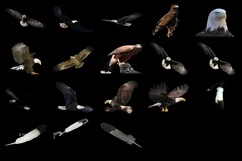 100 EAGLES TRANSPARENT PNG FILES, ANIMAL PHOTOSHOP OVERLAYS Product Image 6