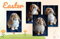 Easter Bunny Card Flower Rabbit Greeting Printable Card_74 Product Image 1