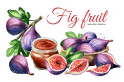 Fig fruit. Watercolor collection Product Image 1