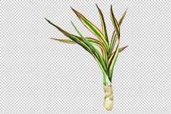 Dracaena maraginata tricolor Watercolor png Product Image 7