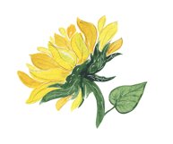 Watercolor Sunflower clipart Product Image 2