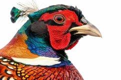 Golden Pheasant Background Wallpaper Product Image 1