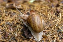 Big garden snail in shell crawling on wet road hurry home Product Image 2