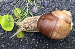Big garden snail in shell crawling on wet road hurry home Product Image 18