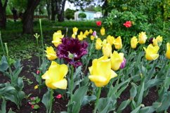 blooming flowers in the garden Product Image 1