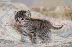 Stock Photo - Little kittens at home on a plaid. Product Image 1