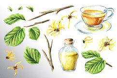 Witch hazel / Hamamelis Product Image 3