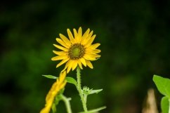 8 Sunflowers Pack, Sunflower with Bee, Sunflower with Spider Product Image 5