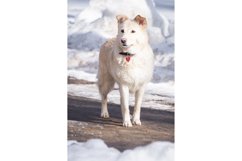 Dog in the snow Product Image 1