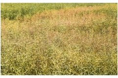 the rapeseed field Product Image 1