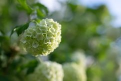 Stock Photo - Blooming viburnum buldenezh, white flowers Product Image 1