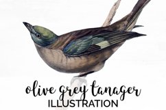 Bird Clipart Tanager Product Image 1