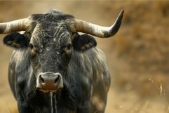 Majestic spanish bull in natural habitat Product Image 1