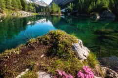 Flowers on a rock by the Seven Lakes Product Image 1