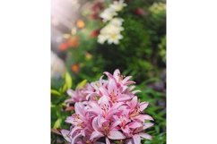 Stock Photo - Flowers of pink lily in the garden Product Image 1