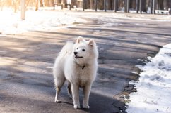 Samoyed dog in the Park Product Image 1