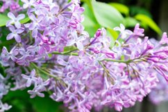 Spring branch blossoming lilac Product Image 1