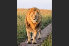 Majestic lion walking on a dirt road in the African savanna Product Image 1