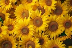 Beautiful, detailed image showcasing a dense collection of b Product Image 1