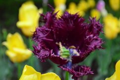 blooming flowers in the garden Product Image 1