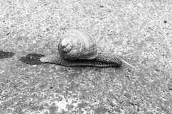 Big garden snail in shell crawling on wet road hurry home Product Image 25